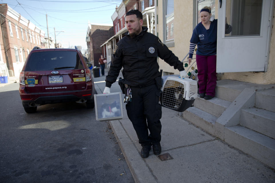 Members of the Pennsylvania Society for the Prevention of Cruelty to Animals remove cats from two row homes Wednesday, March 26, 2014, in Philadelphia. The Animal welfare authorities say they are working to remove about 260 cats and take them to the organization's north Philadelphia shelter, where veterinarians were waiting to examine them. (AP Photo/Matt Rourke)