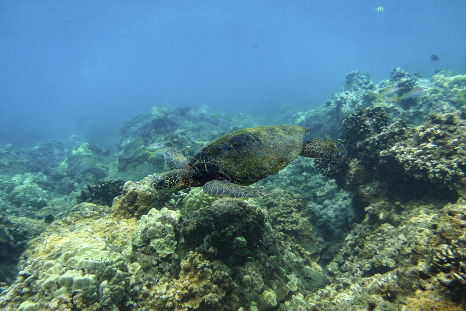 This March 22, 2018, photo provided by The Nature Conservancy, Hawai'i and Palmyra shows a turtle swimming at the Wahikuli area near Lahaina off the island of Maui, Hawaii. (Ryan Carr/TNC via AP)
