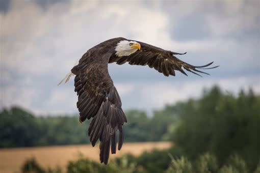 老鷹鳥喙尖銳，可以輕易撕碎小動物。（圖／翻攝自Pixabay）