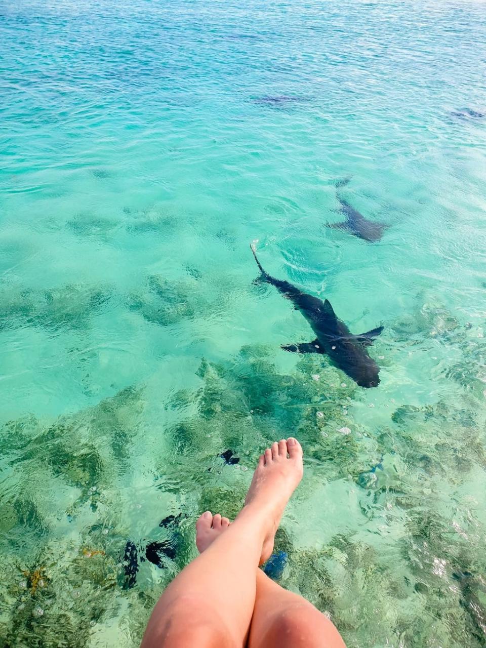 Swimming with sharks in turquoise Bahamian waters (Alexandra Riemann)