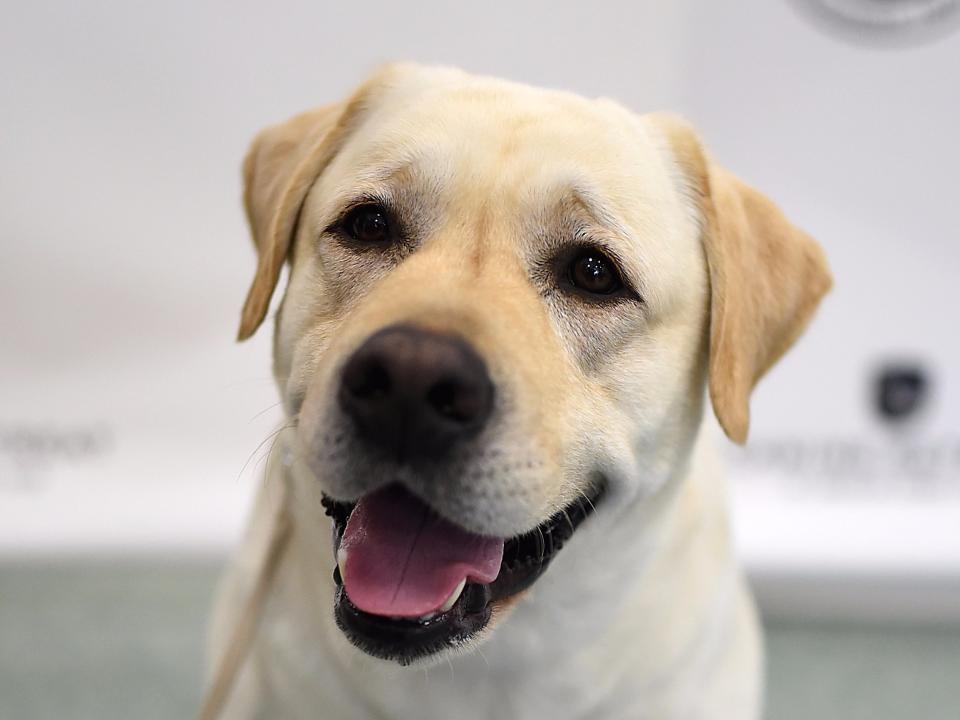 golden retriever dog  labrador