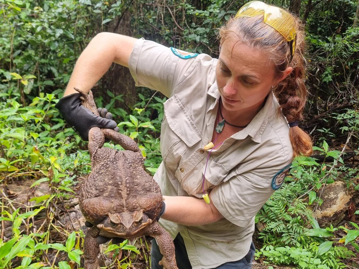 Cane toad trap uses the sun, Katherine Times