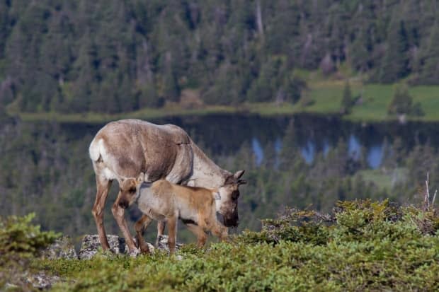 A mother and calf, part of the last remaining caribou herd south of the St. Lawrence River. The herd in Gaspésie National Park is endangered, with only about 50 animals remaining. (Frederic Lesmerises/submitted - image credit)