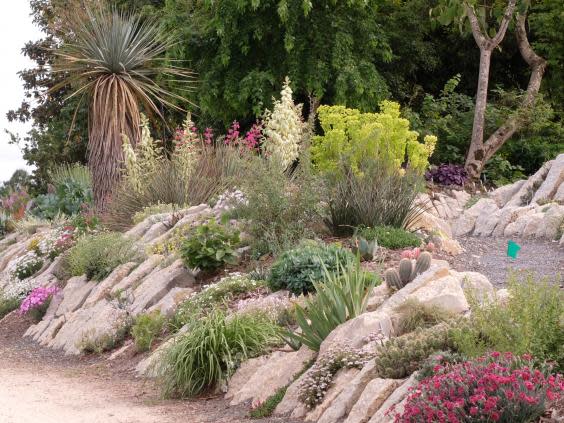 Plant collector and grower Tony Avent has created a 300ft-long crevice garden at Juniper Level Botanic Garden in Raleigh, North Carolina (Tony Avent/Plant Delights)