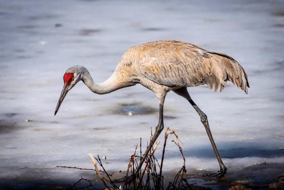 A sandhill crane forages Feb. 27 in Green Bay.