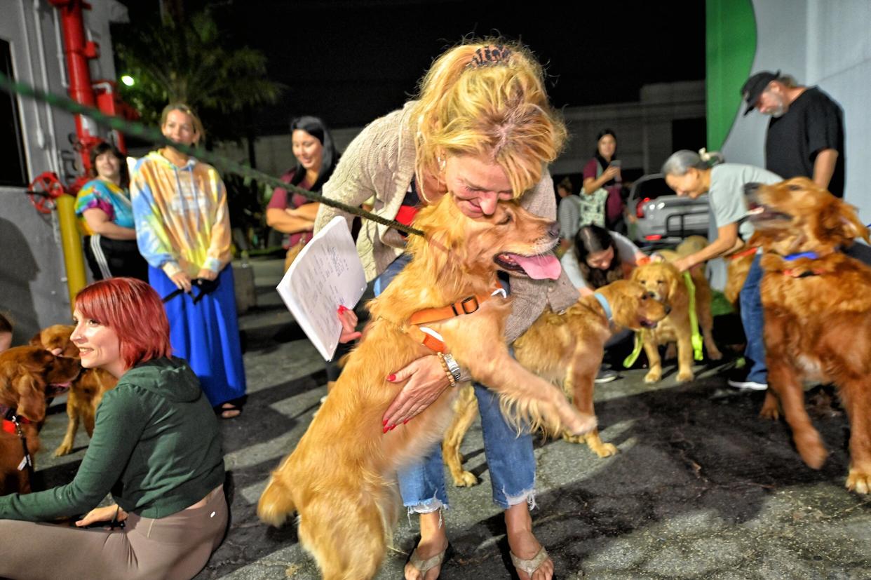 Golden Retrievers in China