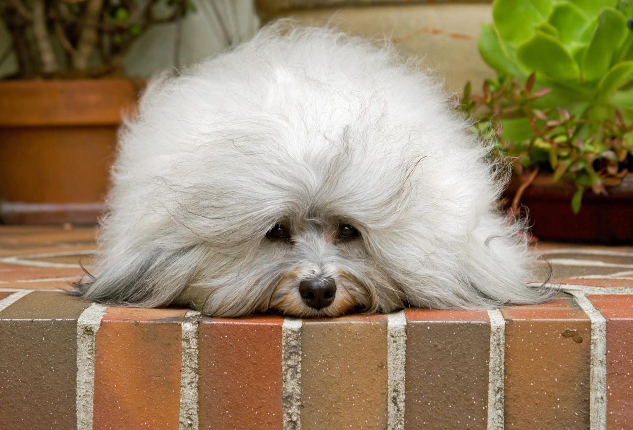 Feeling stressed out? There’s a dog for that. (<em>Photo: Getty</em>)