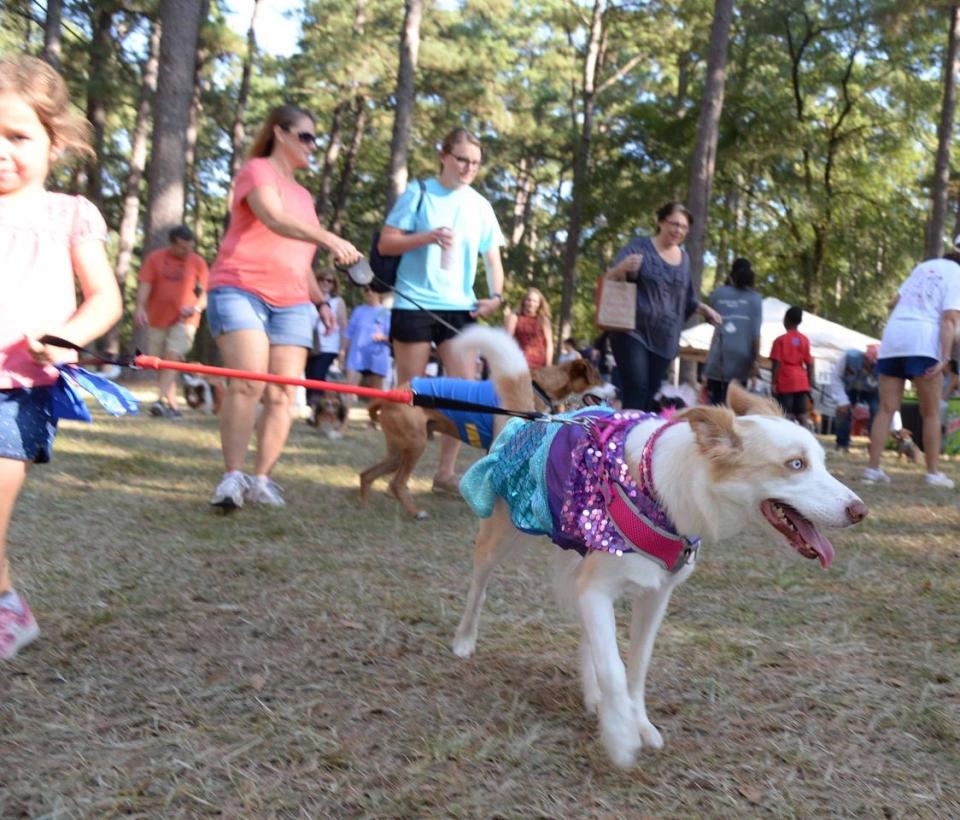 Pets are welcome to attend all day long at WellsFest.