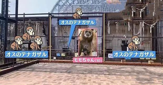 日本動物園獨居母猿懷孕生子。（圖／翻攝自推特）