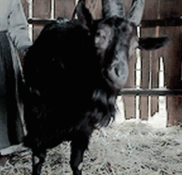 Closeup of Black Phillip