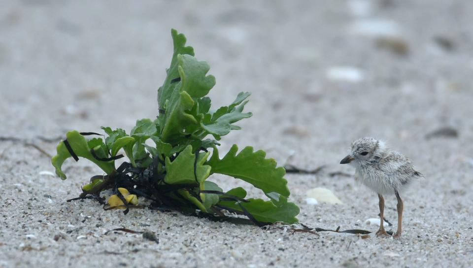 A piping plover chick is dwarfed by a clump of seaweed seeking shelter from a strong southwesterly wind at Kalmus Beach in Hyannis earleir this month. The plovers have forced a rescheduling of the Hyannis fireworks to September. In Dennis, two birds were killed, closing West Dennis Beach's parking lot. Steve Heaslip/Cape Cod Times