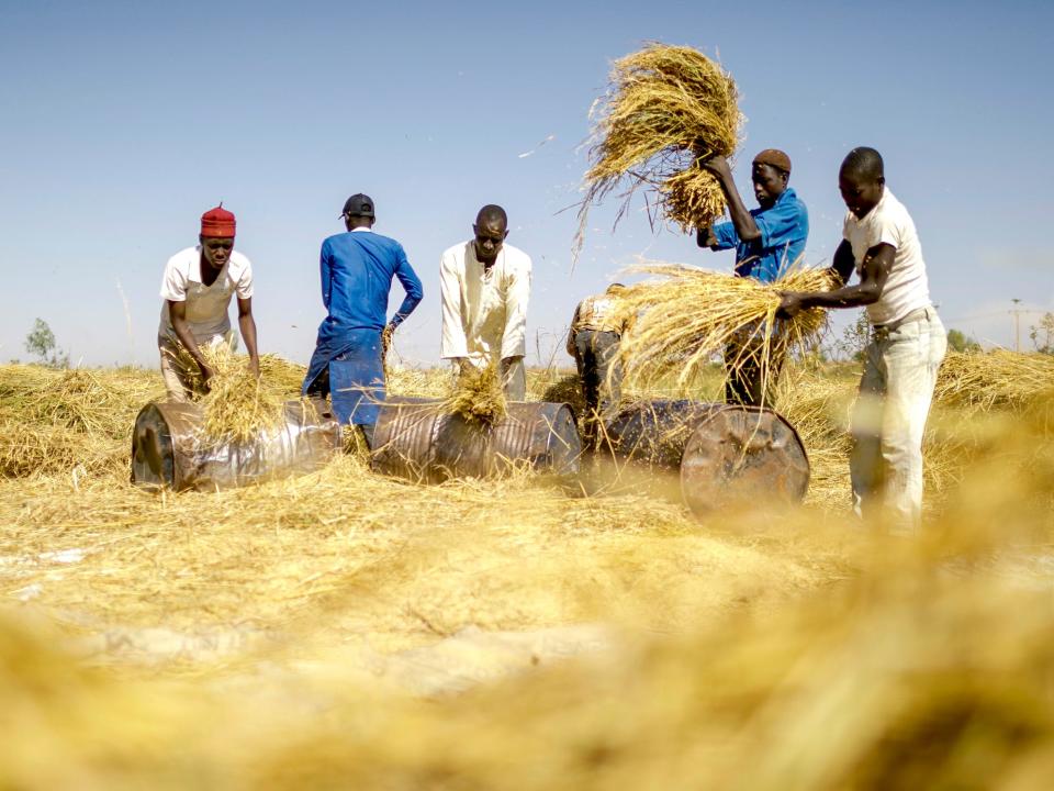rice farmers nigeria
