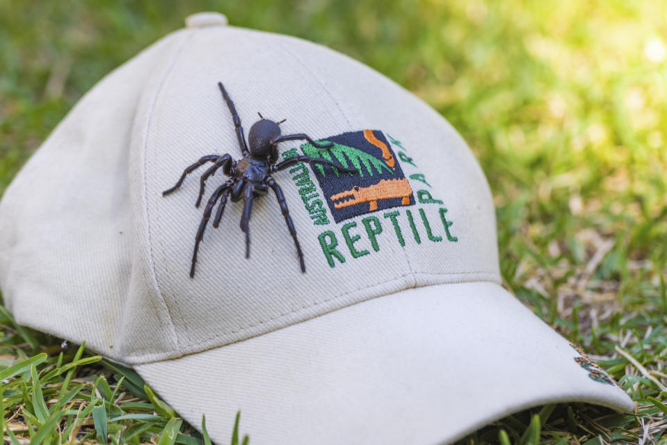 In this Dec. 10, 2023 photo supplied by the Australian Reptile Park, a male specimen of the Sydney funnel-web spider, the world's most poisonous arachnid, has been found and donated to the Australian Reptile Park, north of Sydney. The spider, given the name "Hercules", measured 7.9 centimeters (3 inches) from foot to foot, surpassing the park's previous record-holder from 2018, the male funnel-web named "Colossus" and will be used in the reptile park's antivenom program. (Caitlin Vine/Australian Reptile Park via AP)