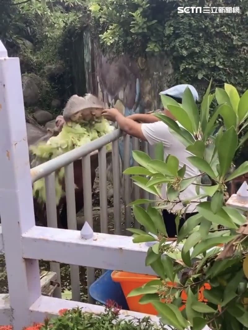 淨園農場可以近距離看動物，還可與可愛動物（兔子、天竺鼠、山羊、梅花鹿、麝香豬等）互動餵食。（圖／記者劉沛妘攝影）