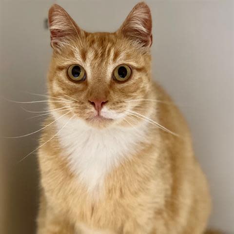 Applejack, a 4-year-old white and orange tabby neutered male cat, is a stray that no one claimed. He is friendly and likes to sit in your lap. To meet Applejack, call 405-216-7615 or visit the Edmond Animal Shelter, 2424 Old Timbers Drive.