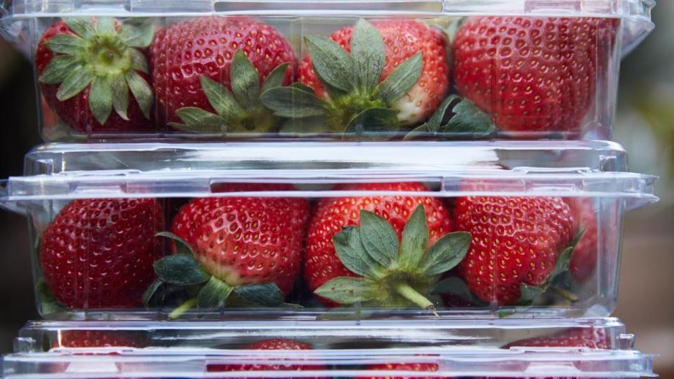 A Blue Mountains schoolgirl in New South Wales has been caught hiding a needle in a strawberry as the fruit contamination fiasco continues. 