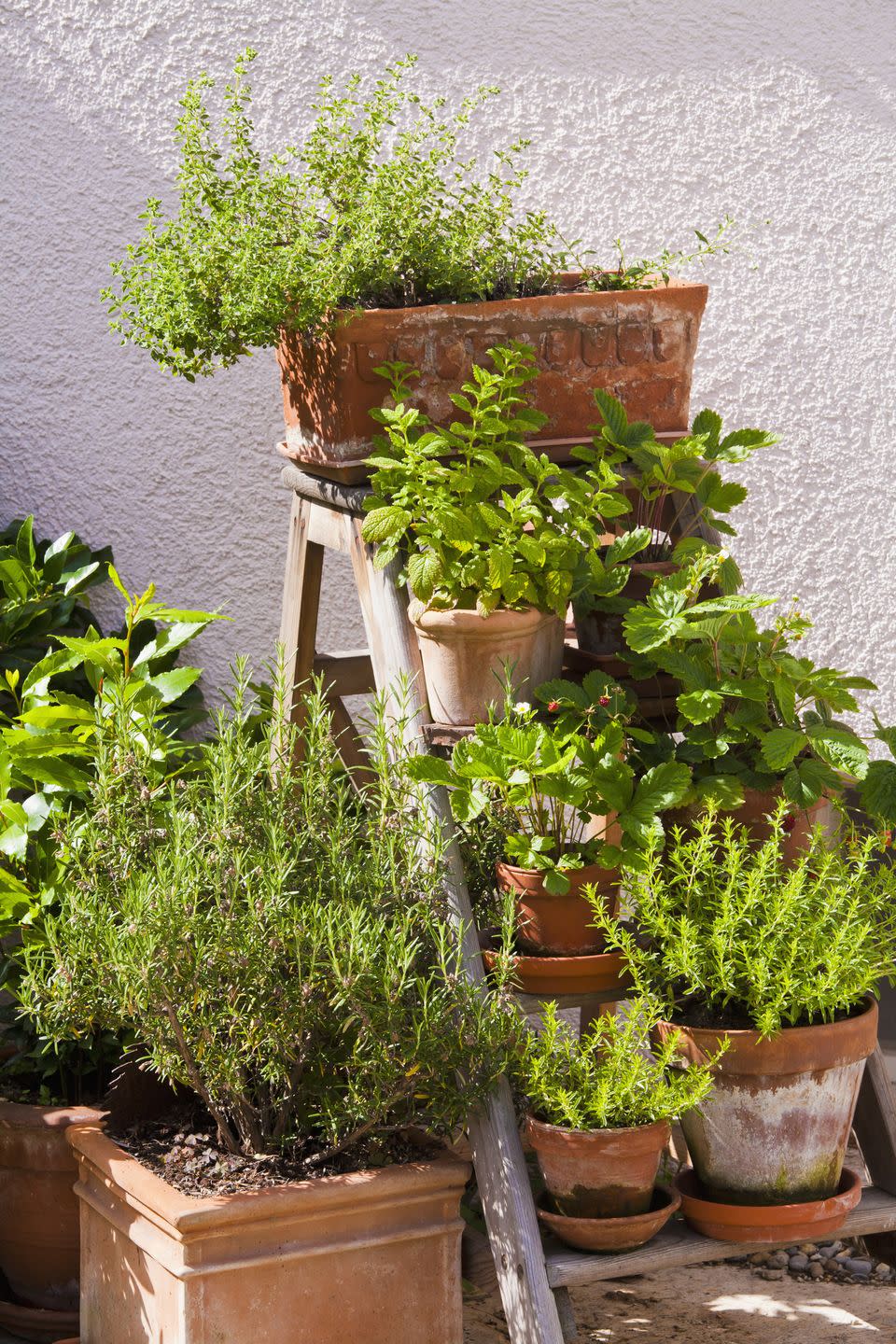 germany, stuttgart, potted herbs in garden