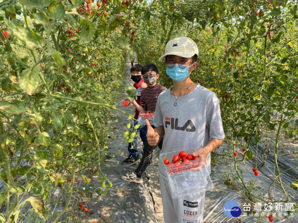 瑞城國小四健推廣教育你農我農作業組3/13在瑞風無毒農場舉行研習活動，四健會員們也實際下田採小蕃茄。(圖/大里區農會)