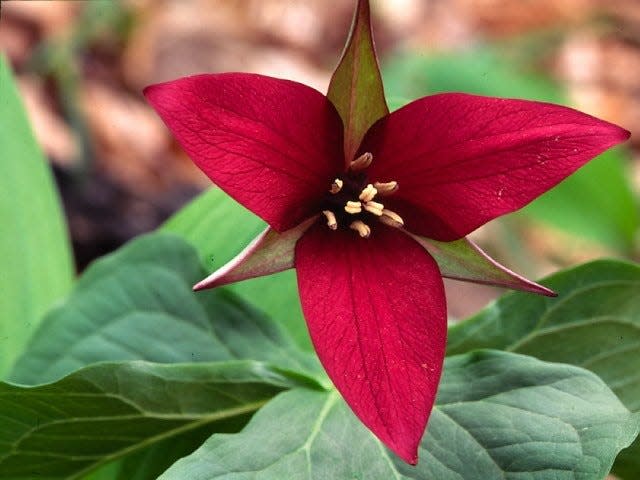 The red trillium is a lovely sight during spring wildflower season in the Bristol Hills.