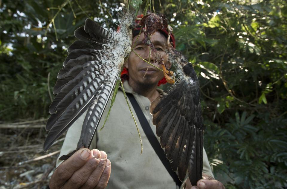 In this Saturday, Nov. 10, 2018, photo, Renkey Humtsoi, 48, hunter-turned-conservationist, shows a carcass of an Amur Falcon that died of natural causes near Pangti village in Wokha district, in the northeastern Indian state of Nagaland. The people in the area transformed from being hunters—killing up to 15,000 migratory Amur Falcons a day in 2012—to conservators - a feat that locals regard as one of the biggest conservation success stories in South Asia. (AP Photo/Anupam Nath)