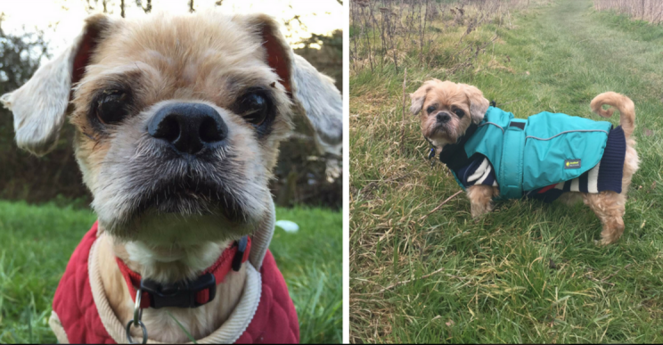 It's a much happier Christmas for Pudding this year [RSPCA]