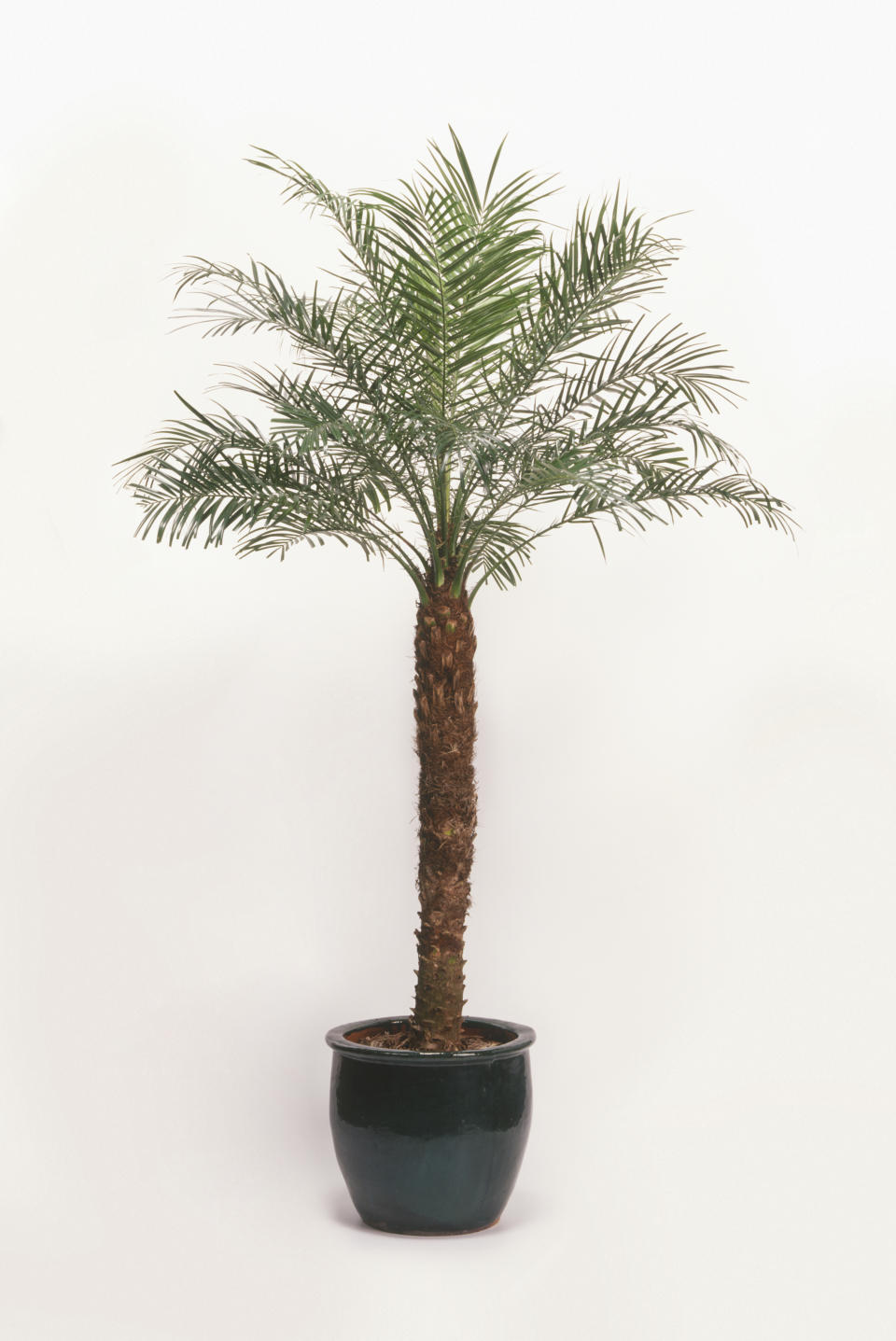 <p>Another hardy option, the tropical-looking Dwarf Date Palm is tolerant to drought and handily gets rid of a number of indoor air pollutants especially solvent xylene.<br><i>[Photo: Getty]</i> </p>
