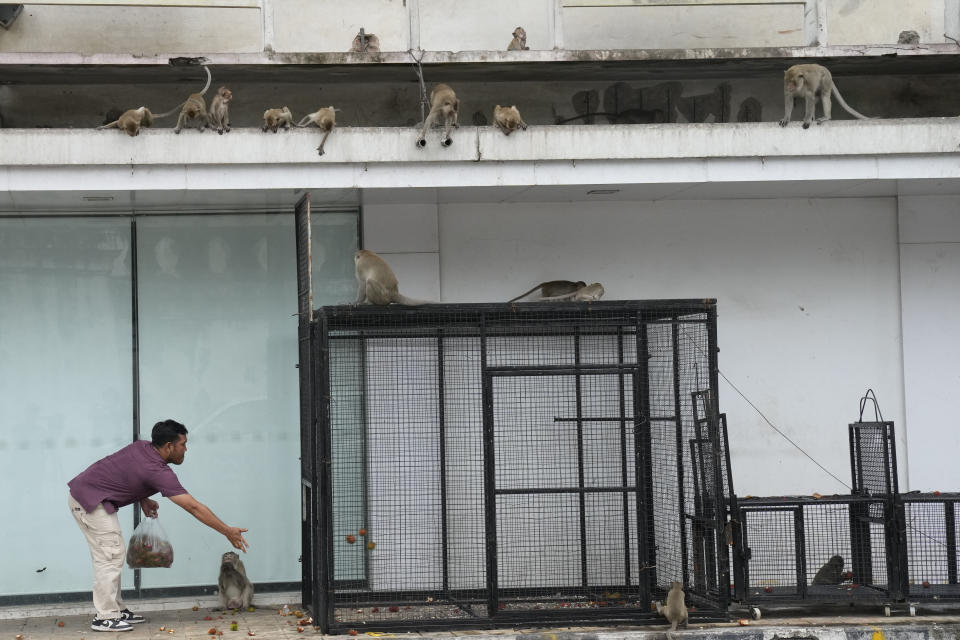 A Thai officer throws rambutan into a cage in an attempt to trap monkeys in Lopburi Province, north of Bangkok, Thailand, Friday, May 24, 2024. A Thai town, run ragged by its ever-growing population of marauding wild monkeys, began the fight-back, Friday, using trickery and ripe tropical fruit. (AP Photo/Sakchai Lalit)