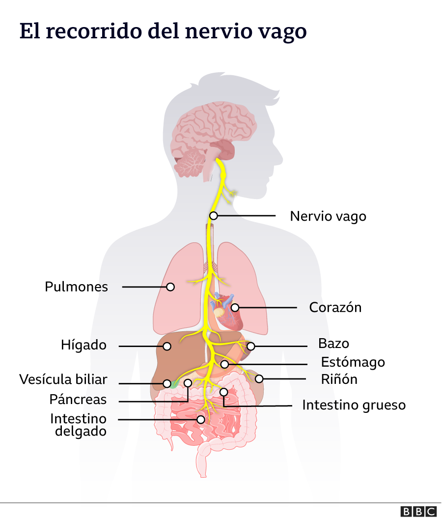 Recorrido del nervio vago en el cuerpo humano.