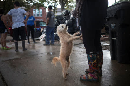 Luna, a 9-year old poodle mix whose owner said it did not like muddy feet, asks to be held outside a house left flooded by Tropical Storm Harvey in Houston, Texas, U.S. September 4, 2017. REUTERS/Adrees Latif