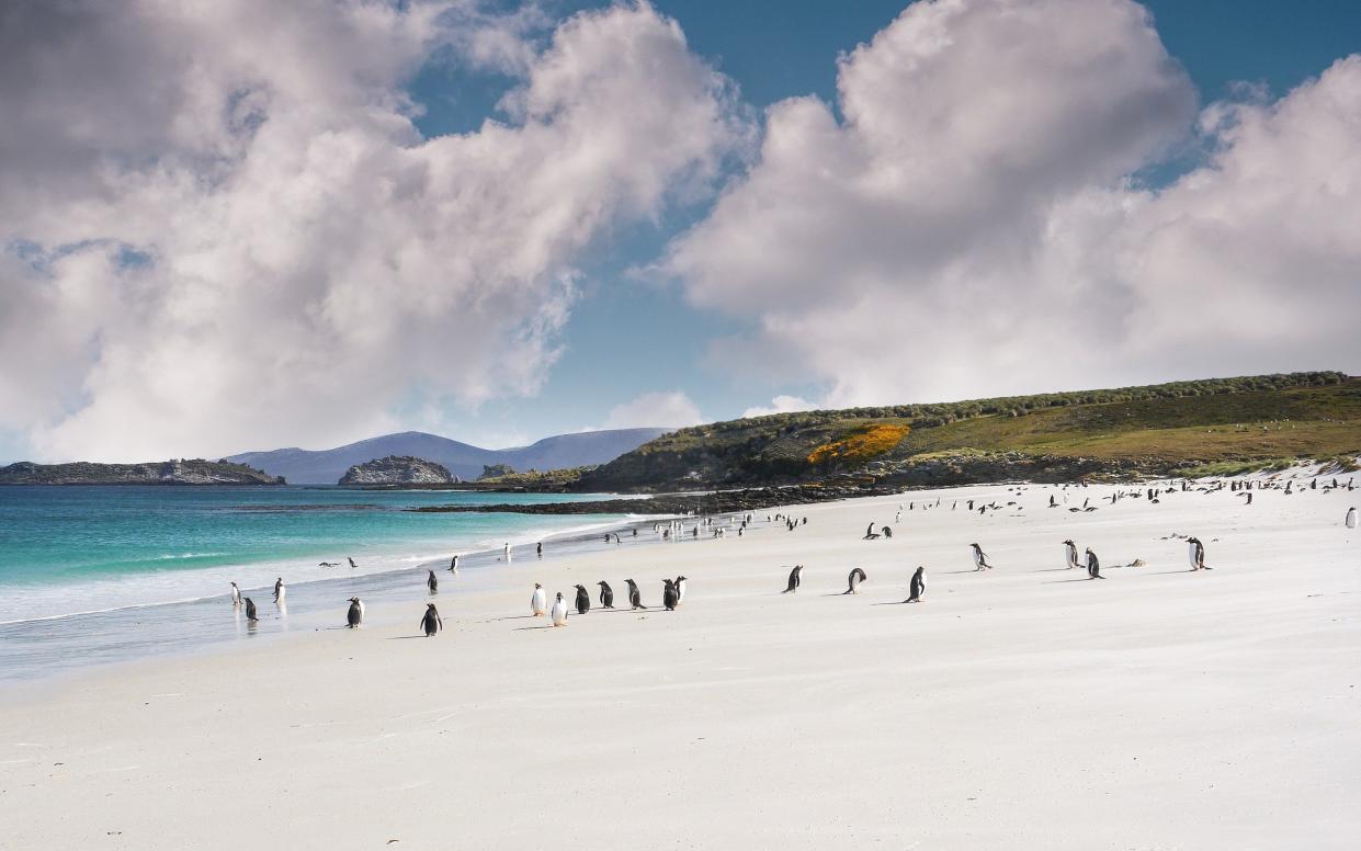 Falklands beach, penguins