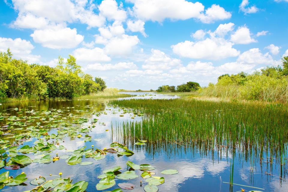 These <a href="http://whc.unesco.org/en/list/76" target="_blank">subtropical wetlands</a> came into being at the end of the last Ice Age. They're a wonderland of mangrove trees, and birds and reptiles hang out in the marshes and bays.<strong><br /><br />Under threat due to:</strong>&nbsp;housing; invasive/alien freshwater species; storms; surface water pollution; water infrastructure