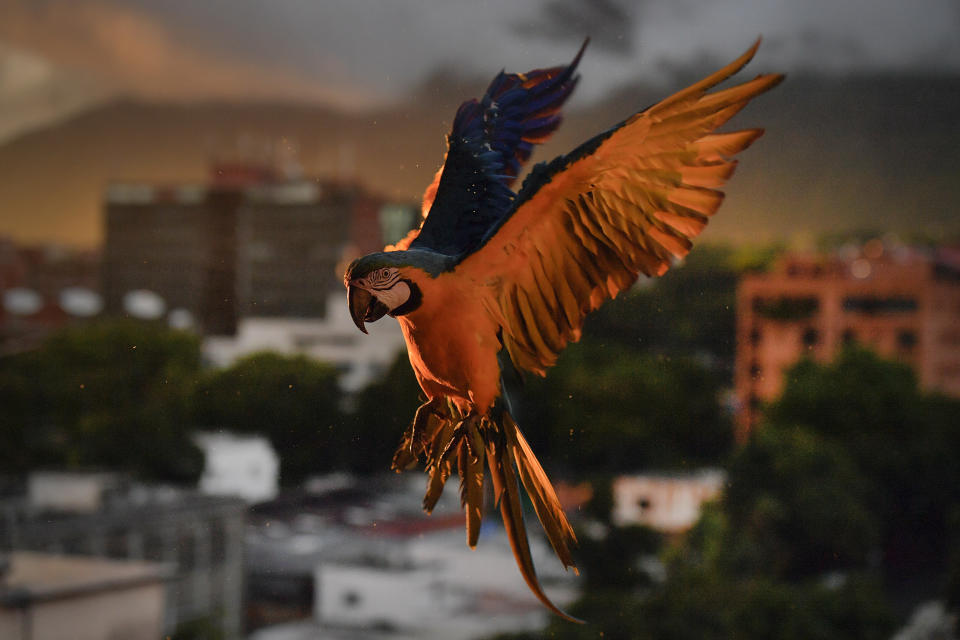 A macaw flies down as it looks to land on an antenna for food, in Caracas, Venezuela, Saturday, Sept. 5, 2020, amid the new coronavirus pandemic. Caracas' signature bird, the blue-and-yellow macaw, is one of four such species that inhabit the valley. Legend has it that it was introduced in the 1970s by Italian immigrant Vittorio Poggi, who says he nurtured a lost macaw and trained it to fly with his motorcycle as he cruised around his neighborhood. (AP Photo/Matias Delacroix)