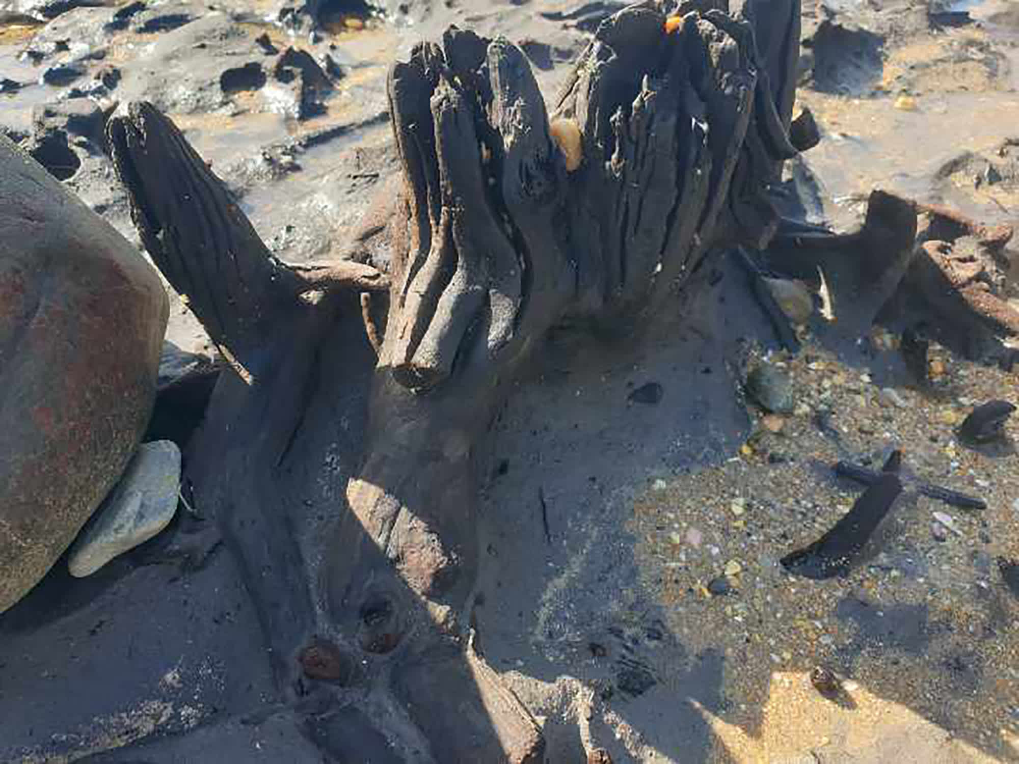 Short trunks standing up at Badger Beach in Narawntapu National Park.