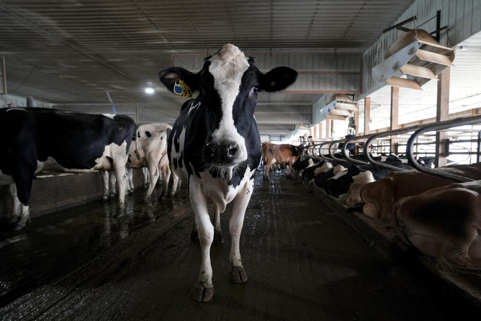 A cow stands near a fan in a freestall barn after getting milked on the Ted and Megan McAllister dairy farm, Monday, July 24, 2023, in New Vienna, Iowa. More intense summer heat resulting from emissions-driven climate change means animal heat stress that can result in billions of dollars in lost revenue for farmers and ranchers if not properly managed. The McAllister family installed new fans above the beds where their cows lie. (AP Photo/Charlie Neibergall)