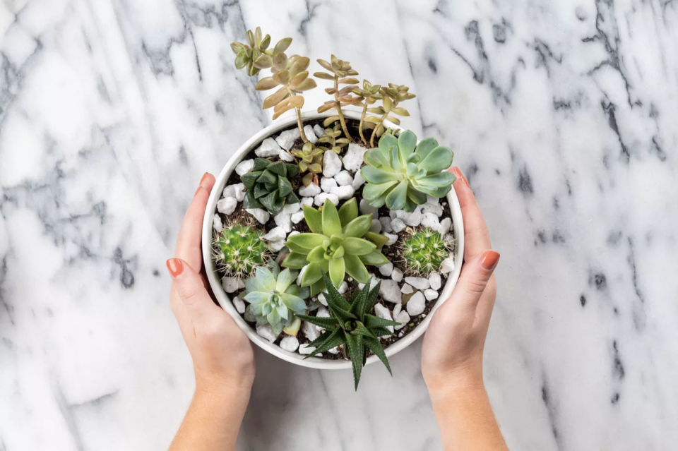 Small Succulent Garden