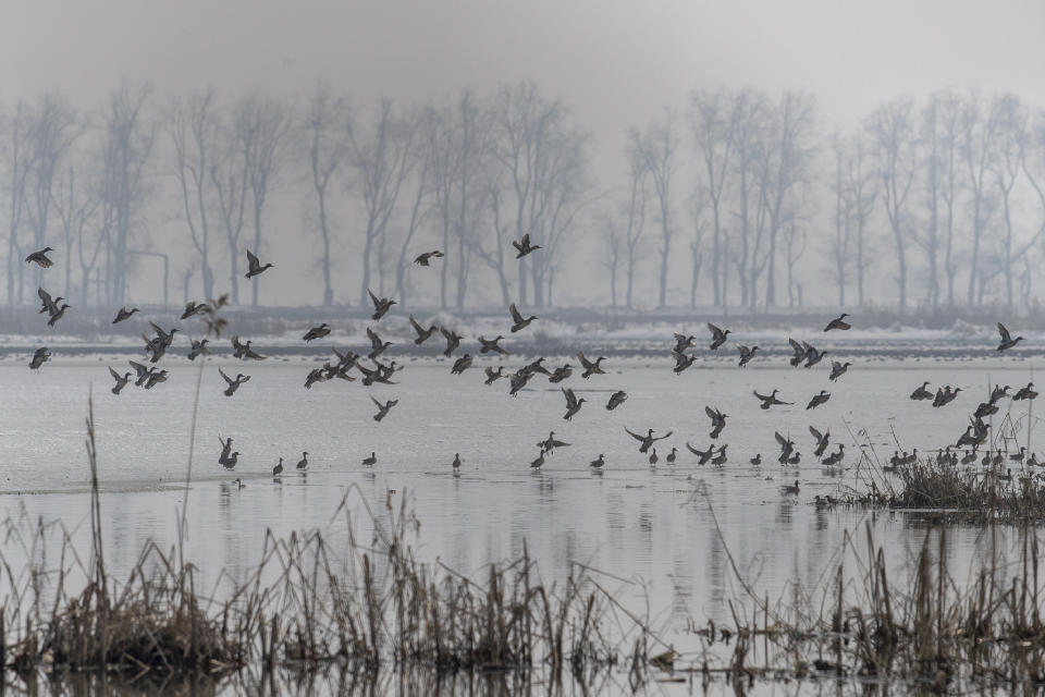 Migratory birds fly over the frozen water of a wetland in Hokersar, north of Srinagar, Indian controlled Kashmir, Friday, Jan. 22, 2021. Wildlife officials have been feeding birds to prevent their starvation as weather conditions in the Himalayan region have deteriorated and hardships increased following two heavy spells of snowfall since December. Temperatures have plummeted up to minus 10-degree Celsius (14 degrees Fahrenheit). (AP Photo/Dar Yasin)