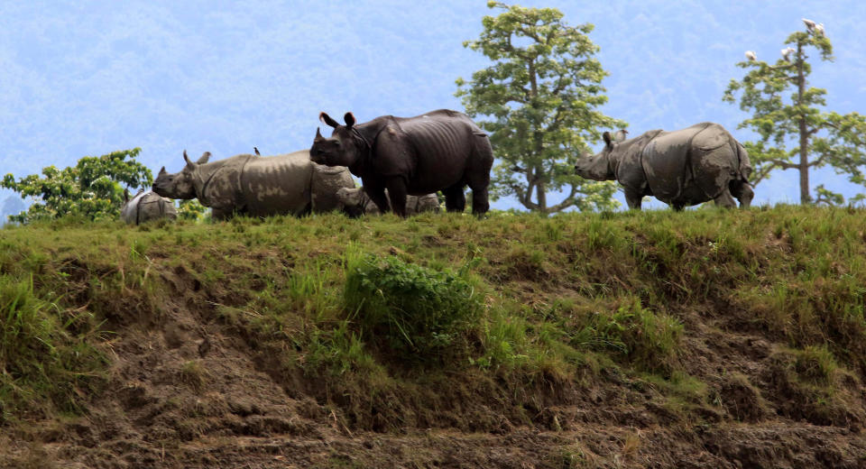 NEW DELHI, July 16, 2020 -- One horned Rhinos in Kaziranga wildlife sanctuary gather in a higher land to get rid of flood water in Nagaon district of Assam, India, July 16, 2020. The incessant rains in India's northeastern state of Assam has worsened the flood situation there as water has inundated new areas, officials said Tuesday. Wildlife officials said 95 percent areas of the Kaziranga national park were inundated. The park, a world heritage site, is the largest home to the one-horned rhinoceros in India. Reports said at least 51 wild animals were confirmed dead and 100 have been rescued. Many wild animals including tigers and rhinos strayed into nearby villages because of the rising water. (Photo by Xinhua/Xinhua via Getty) (Xinhua/ via Getty Images)