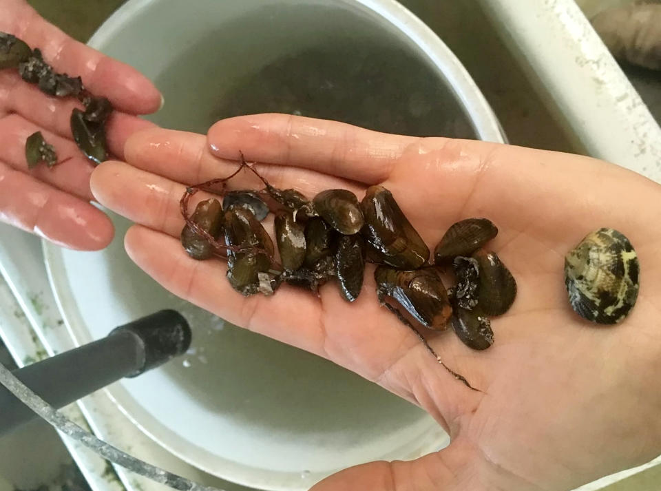 Welcome to Britain - the deadly Asian Date Mussel (University of Southampton/SWNS)