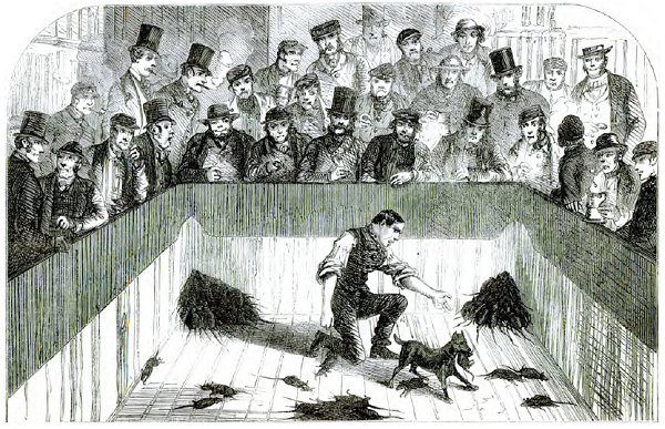 Personas de todas las clases sociales apostaban y eran aficionadas al Rat-baiting (imagen vía Wikimedia commons)