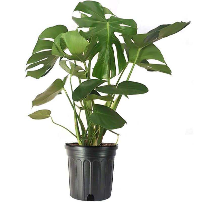 <p><a href="https://go.redirectingat.com?id=74968X1596630&url=https%3A%2F%2Fwww.wayfair.com%2F--%2Fpdp%2Famerican-plant-exchange--american-plant-exchange-monstera-deliciosa-splitleaf-live-indoor-plant-10inch-pot-large-vining-houseplant-philodendronmonstera3g-l7541-aerk1000.html&sref=https%3A%2F%2Fwww.elledecor.com%2Fshopping%2Fhome-accessories%2Fg60843307%2Fbest-plants-for-bedroom%2F" rel="nofollow noopener" target="_blank" data-ylk="slk:Shop Now;elm:context_link;itc:0;sec:content-canvas" class="link rapid-noclick-resp">Shop Now</a></p><p>Monstera (Monstera deliciosa)</p><p>wayfair.com</p><p>$44.06</p><span class="copyright">Wayfair</span>