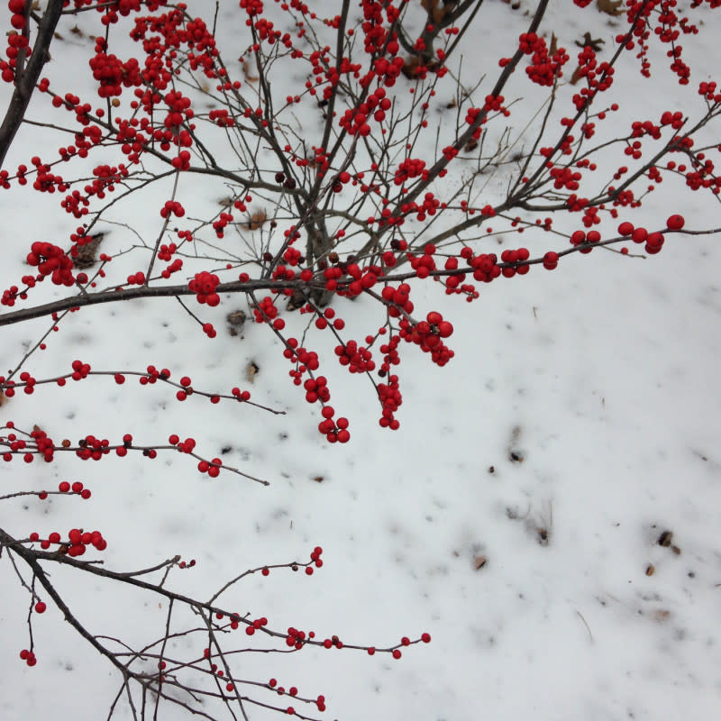 A winterberry branch<p>Myna/Unsplash</p>