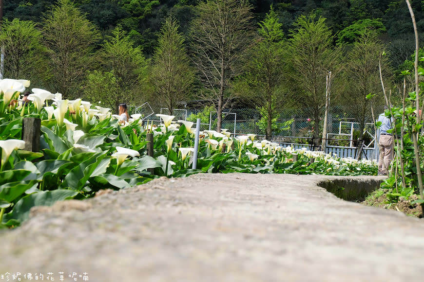 陽明山｜頂湖環狀步道、花谷海芋園