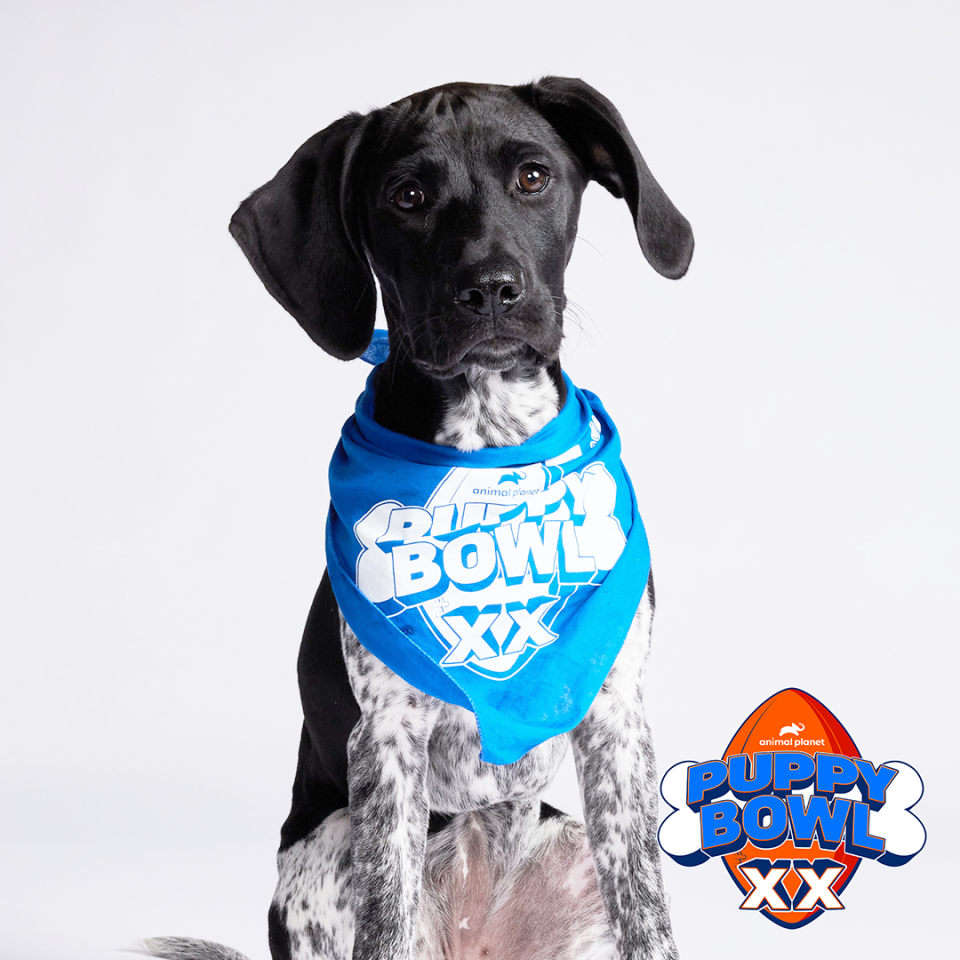 Vega will participate in Team Fluff during Puppy Bowl XX, which will air on Feb. 11.