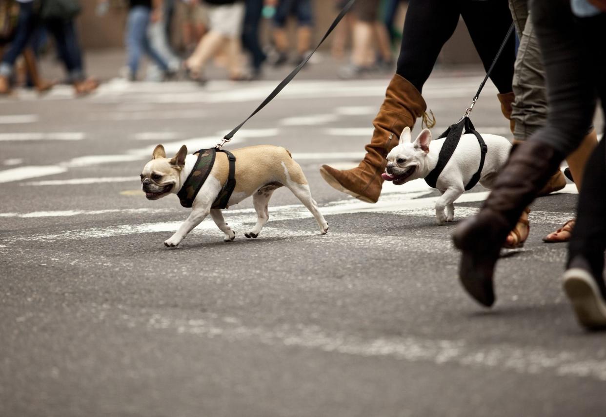 two french bulldogs cross the street