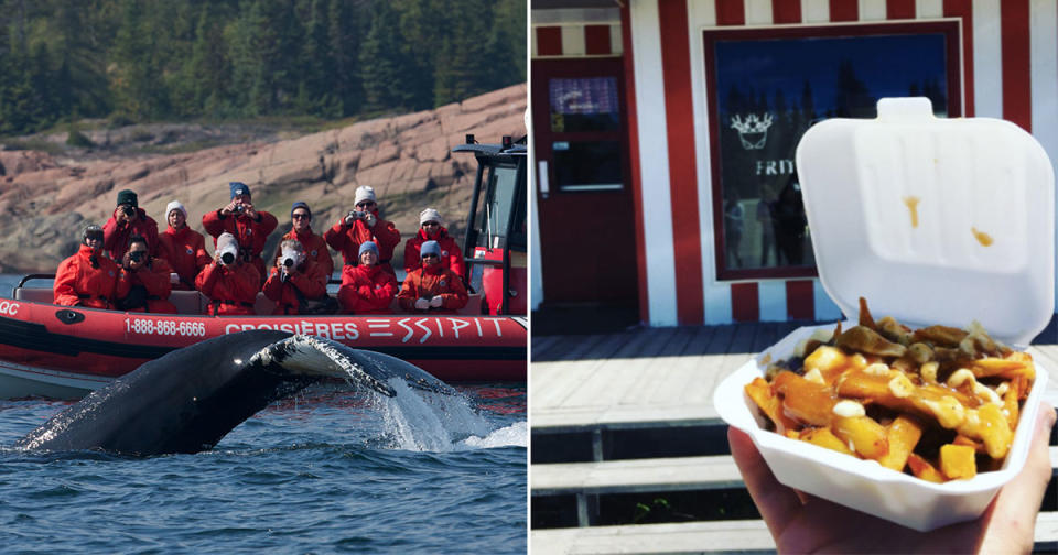 Whales followed by Poutine. Only in Canada (Tourisme Quebec/Instagram Rob Young)