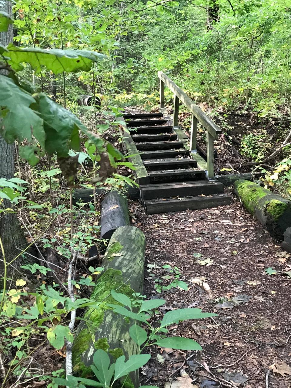 Hikers climb a set of 10 wooden steps on a trail through Sowams Woods.