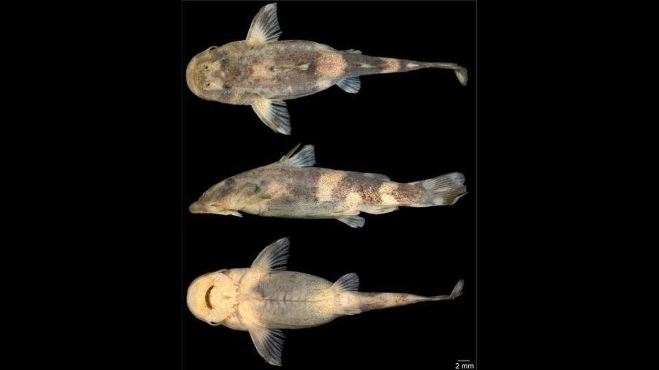 Only one specimen of the tiny and rare Chiloglanis fortuitus could be found in Liberia, scientists said.