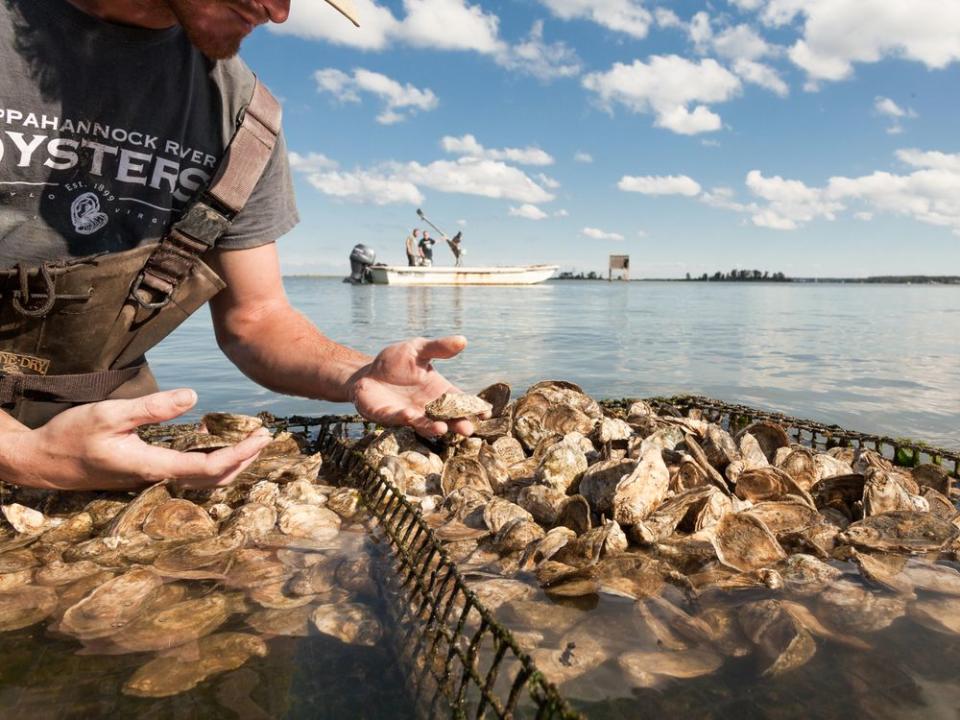 Courtesy of Rappahannock Oyster Co.