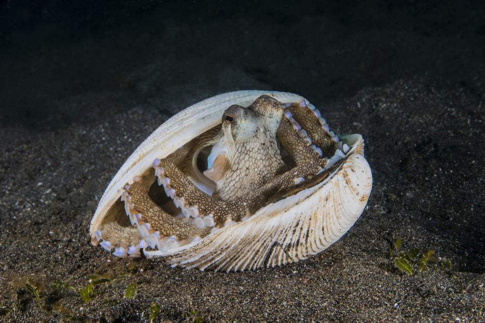 Coconut octopuses use shells as tools