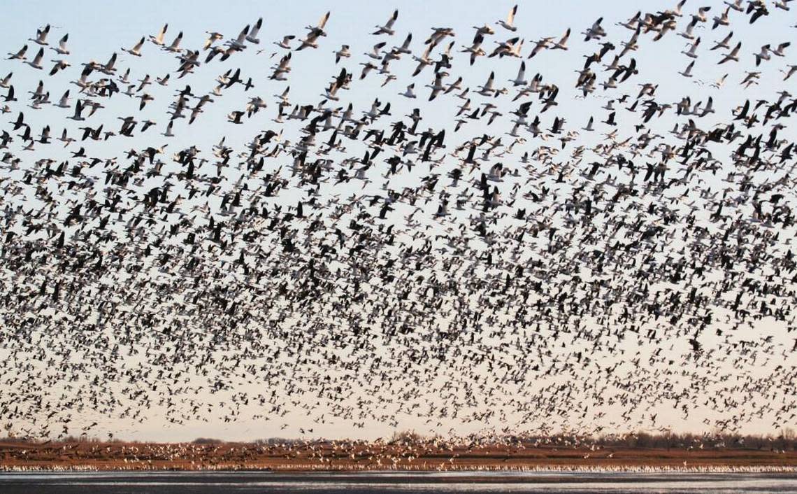 Hundreds of thousands geese mill in the sky above Quivira’s Big Salt Marsh in 2009.